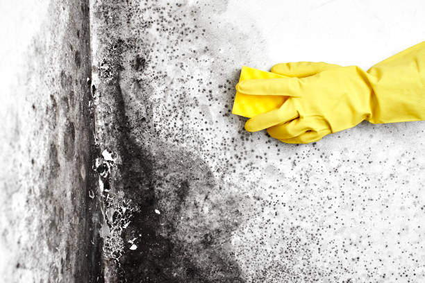 Best Professional Mold Removal  in Glens Falls North, NY