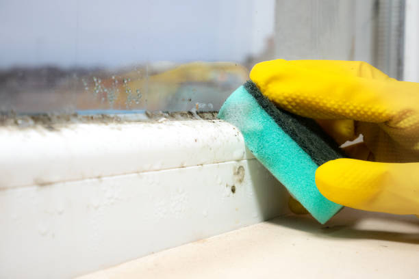Best Office Mold Removal Services  in Glens Falls North, NY