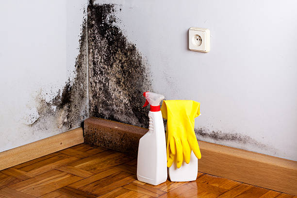 Best Black Mold Removal  in Glens Falls North, NY